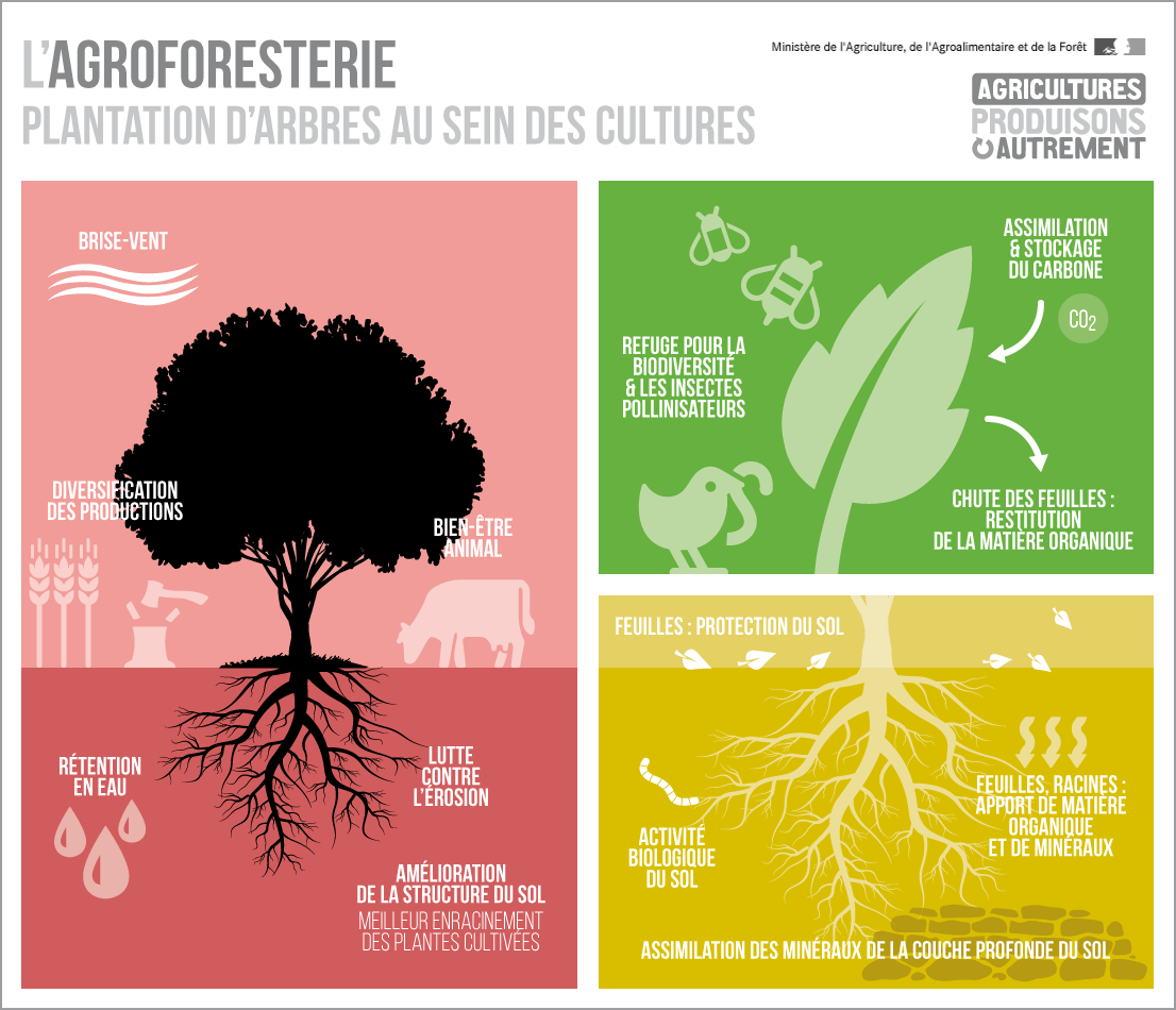 infographie présentant les bienfaits de l’agroforesterie