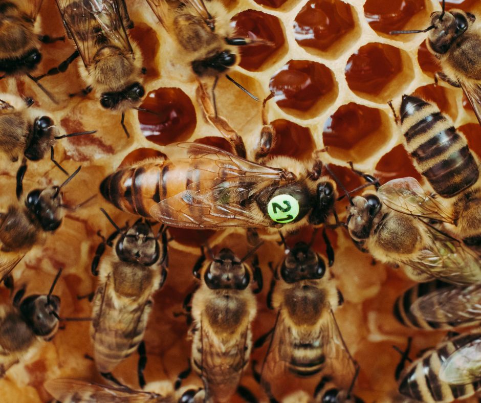 Une abeille reine entourée de ses abeilles ouvrières 