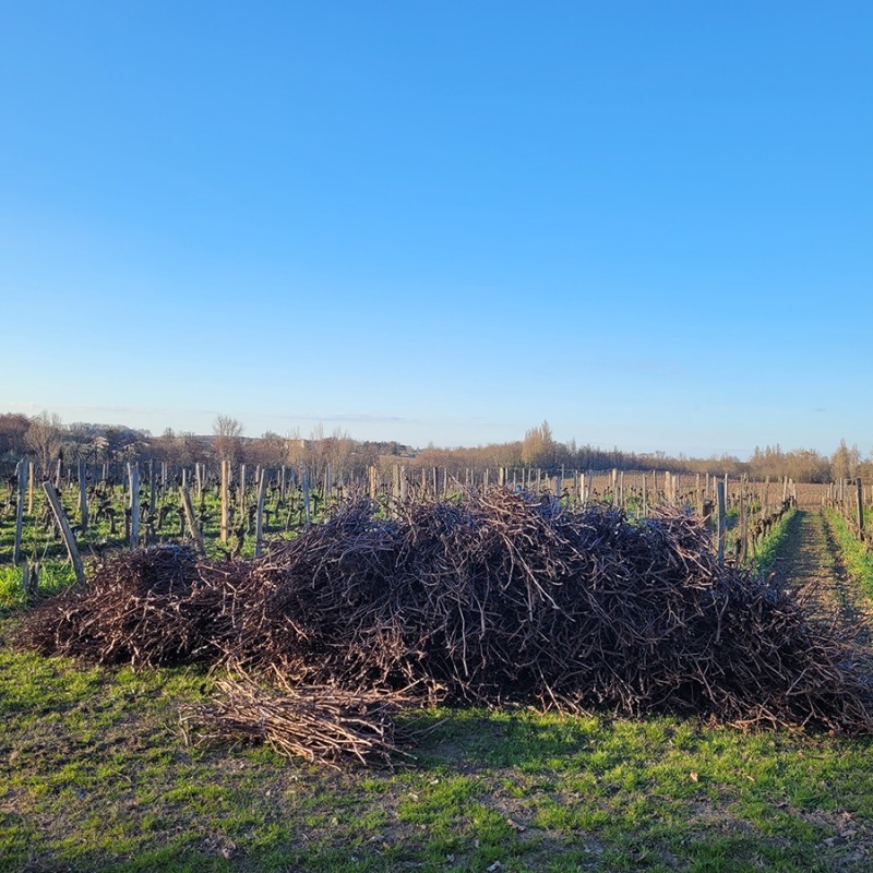 Sarments de vigne coupes