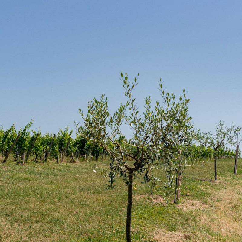 agroforesterie vignoble