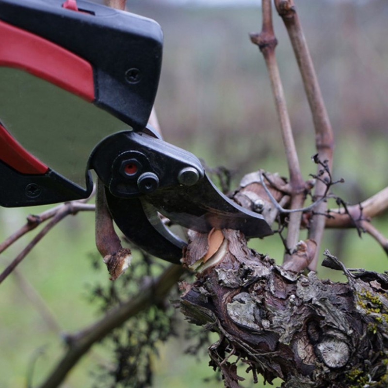 secateur pour la taille de la vigne