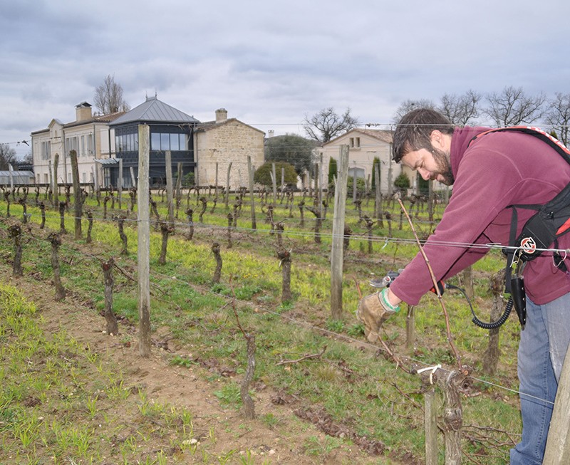viticulteur taillant la vigne en Guyot double au Château La Rose Perriere