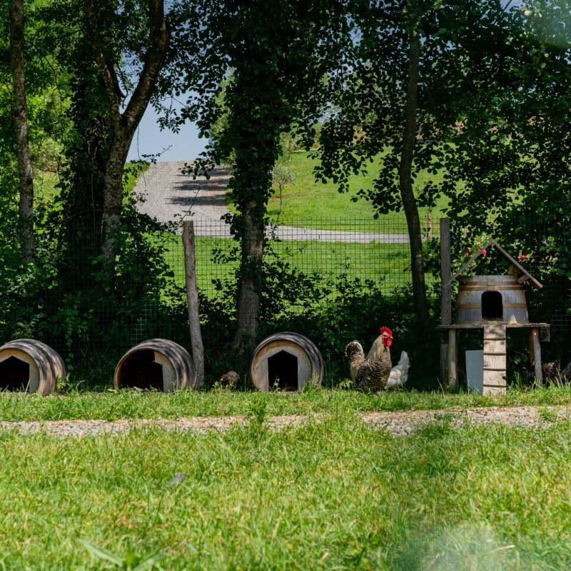 poulailler vignoble lussac