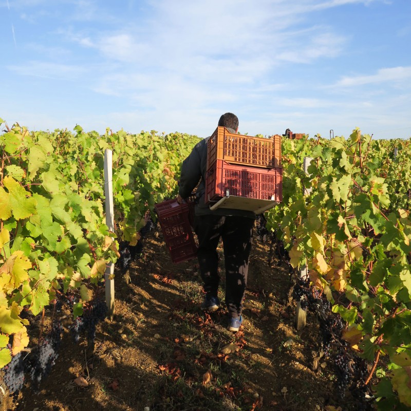 vendanges manuelles lussac saint emilion