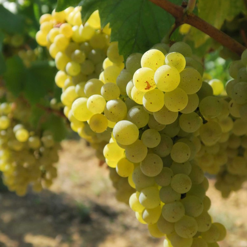 sauvignon blanc la rose perriere