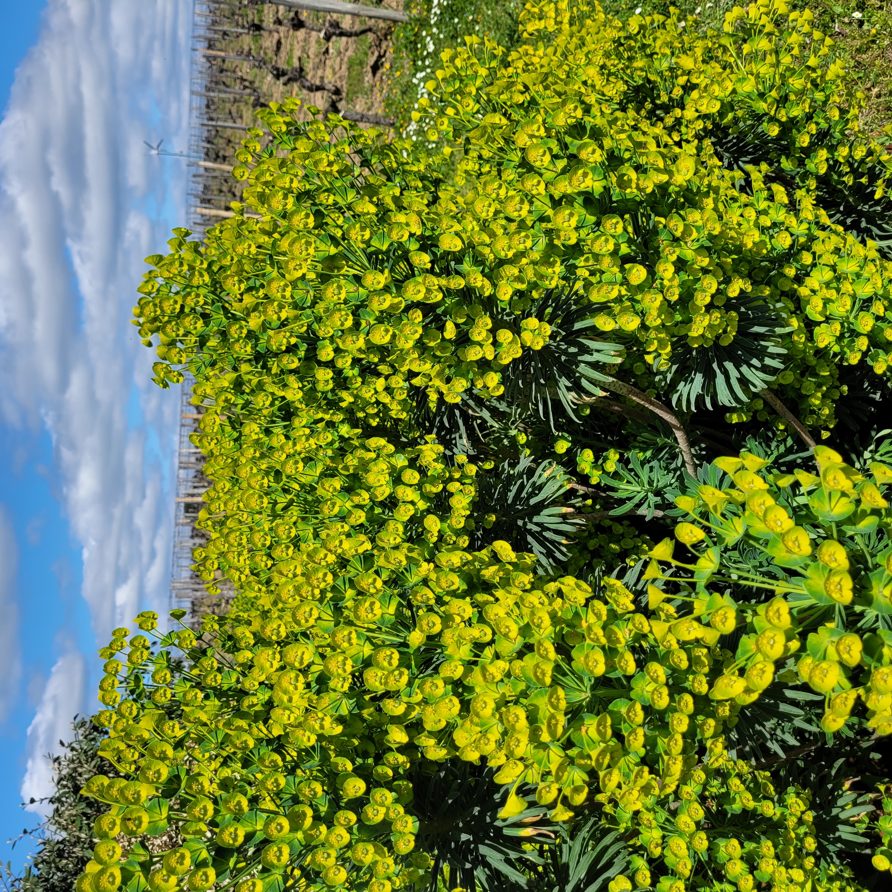 Plantes et fleurs au Chateau La Rose Perriere