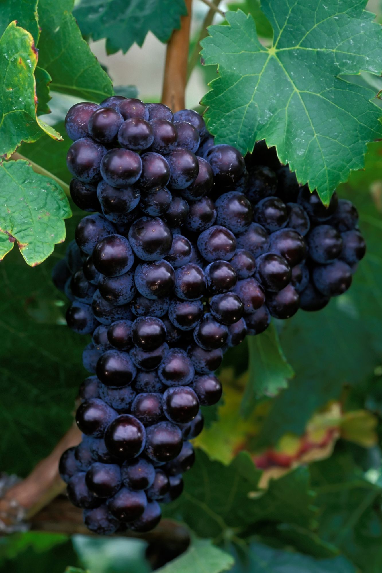 Grappe de Cabernet Franc sur un pied de vigne 