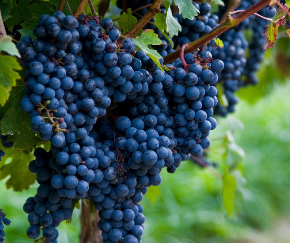 Grappes de Cabernet Sauvignon sur la vigne