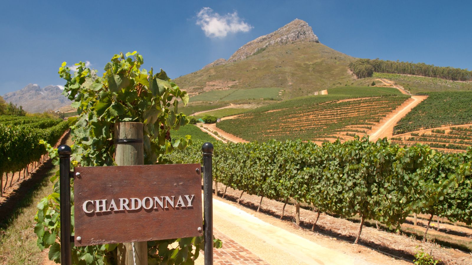 Vignes de Chardonnay dans la région de StellenBosch en Afrique du Sud