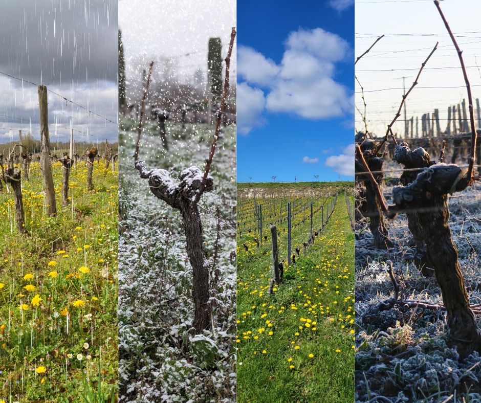 La vigne du Château La Rose Perrier sous la pluie, la neige, le soleil et le gel