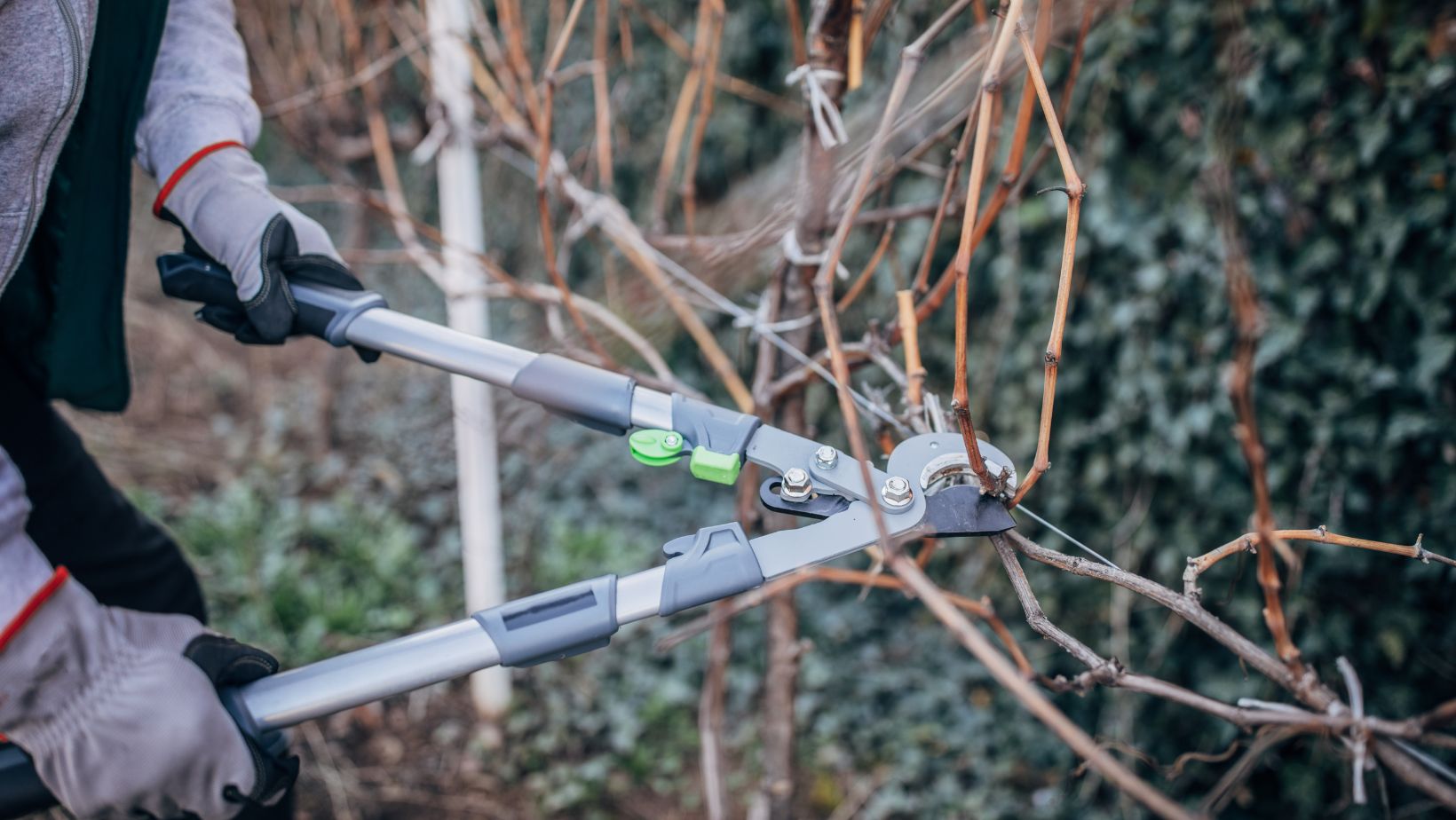 Ebrancheur utilisé par un tailleur pour couper une branche.