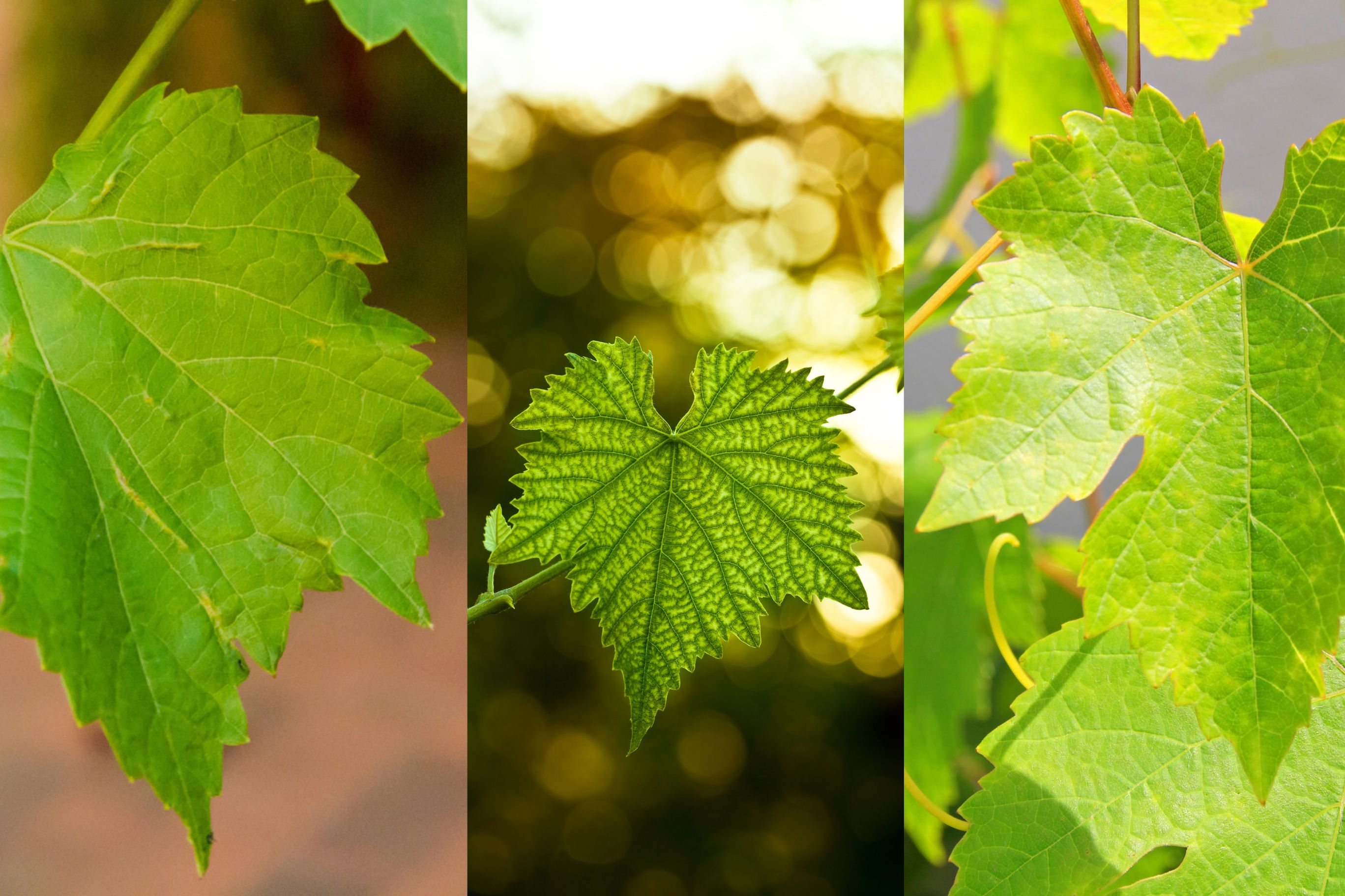 Trois feuilles de vignes aux caractéristiques différentes.