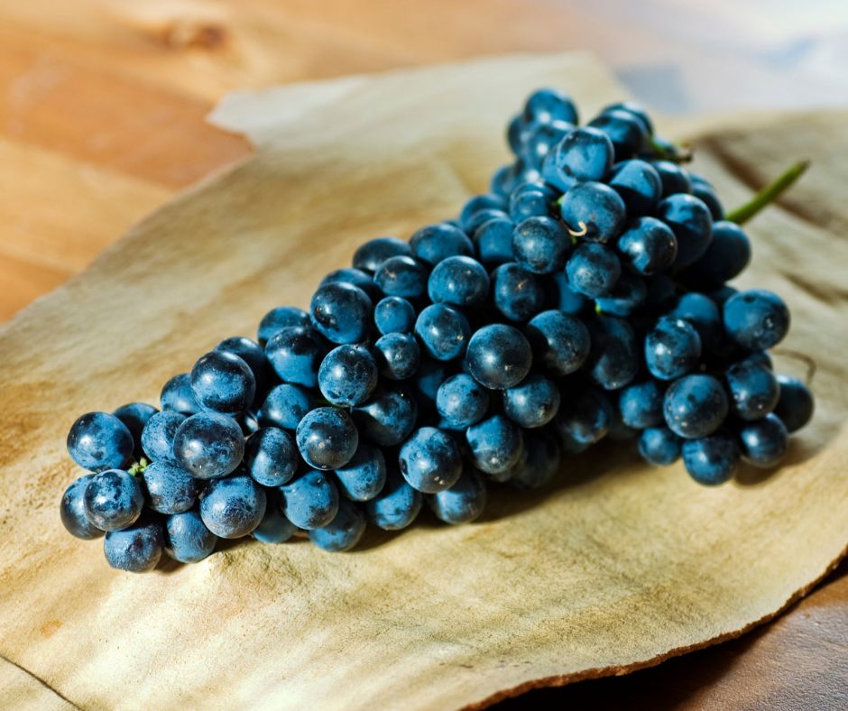 Grappe de Syrah