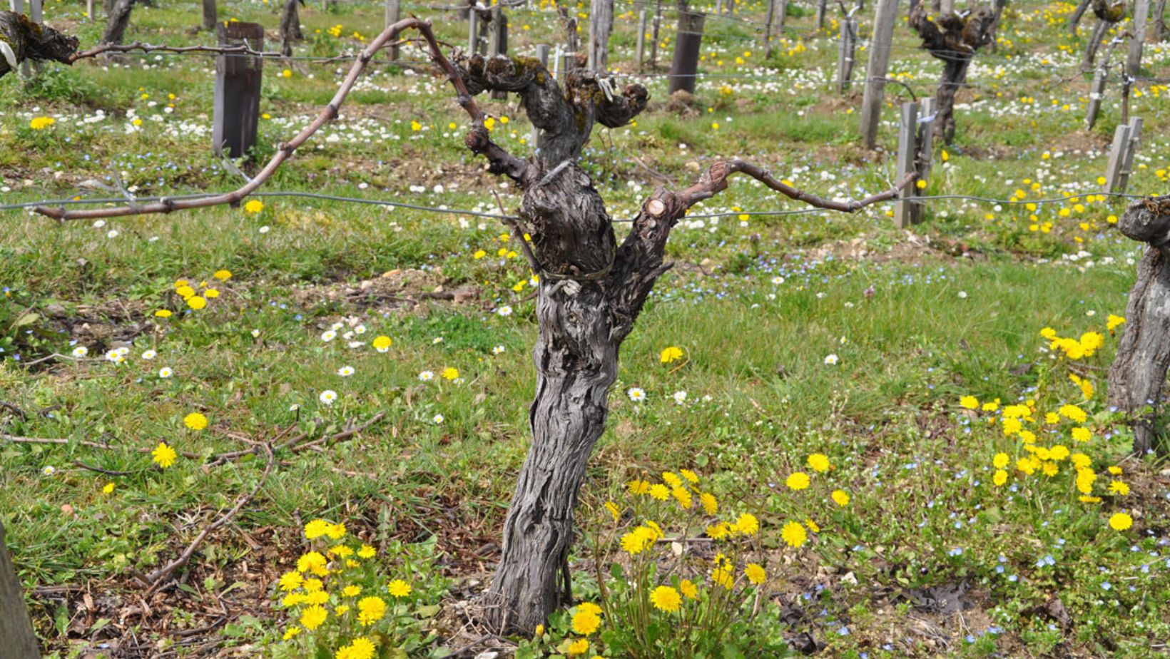 Taille de la vigne en Guyot double au Chateau La Rose Perriere