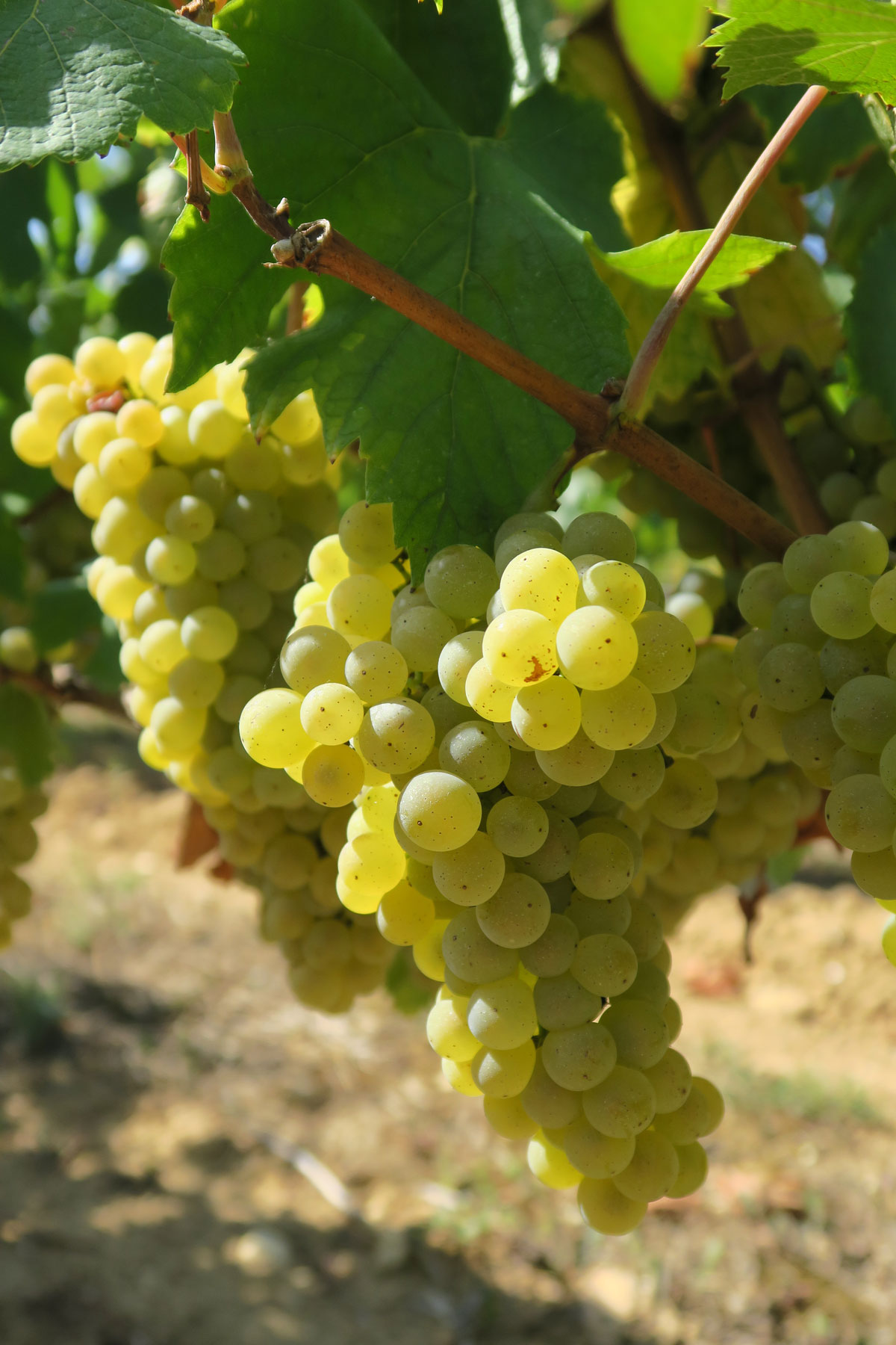 Cepage utilisé dans la production du Chateau la Rose Perriere Blanc