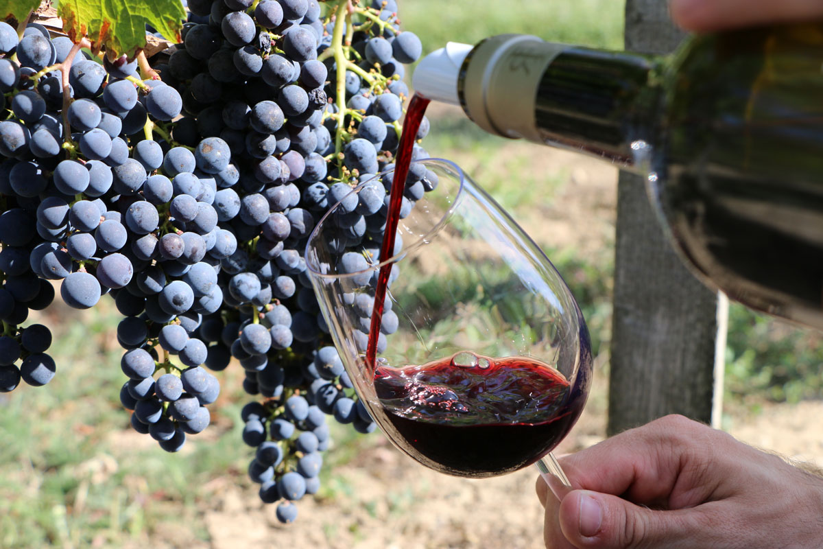 dégustation d’un verre de vin rouge au cœur des vignes du château La Rose Perriere