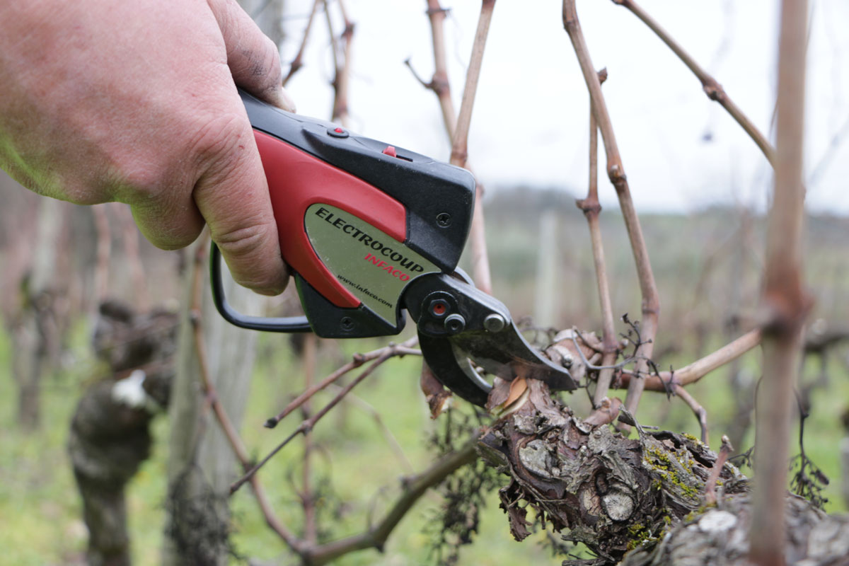 Secateur taillant des sarments dans les vignes du château la rose perriere