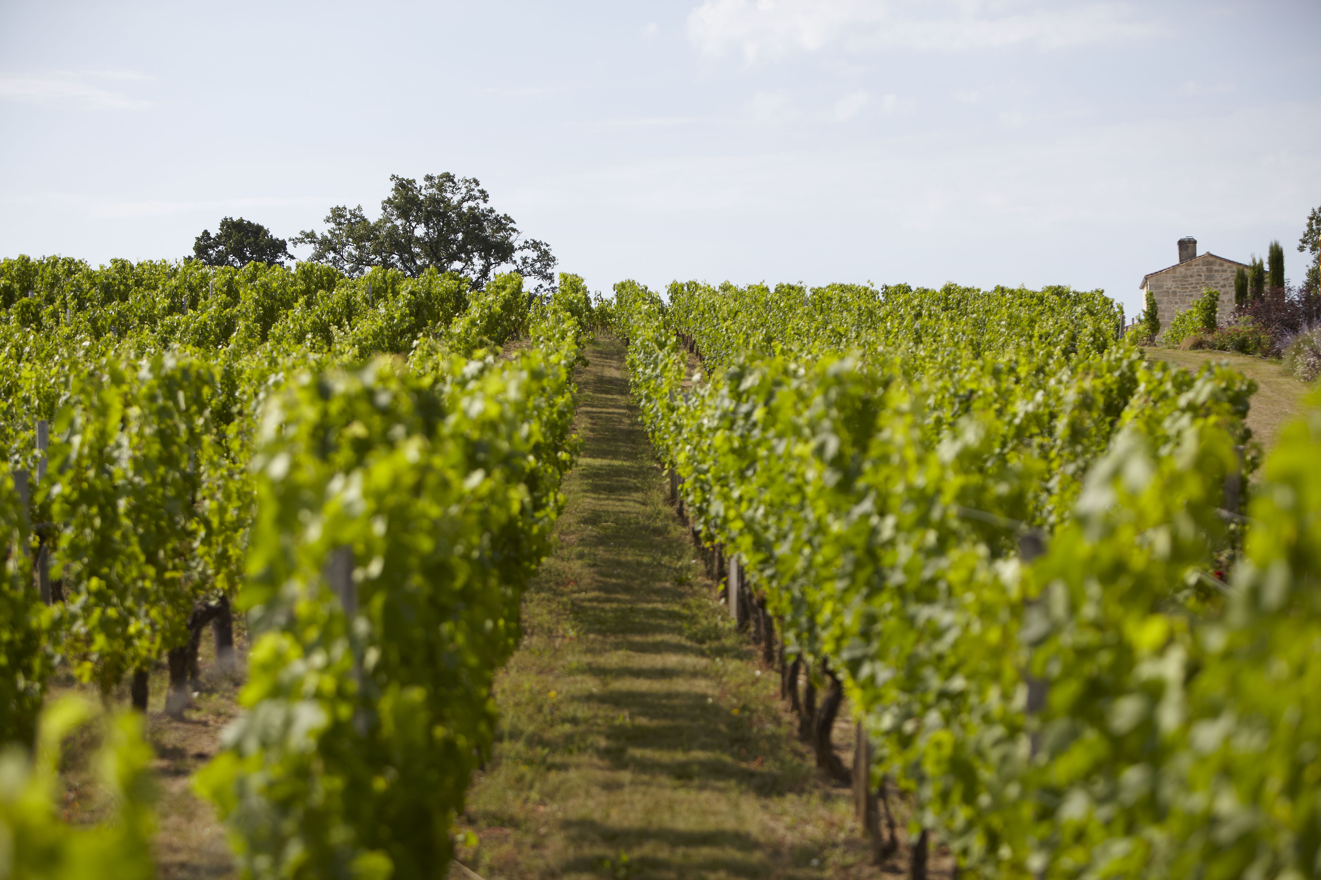 Parcelle de vignes au chateau La Rose Perriere