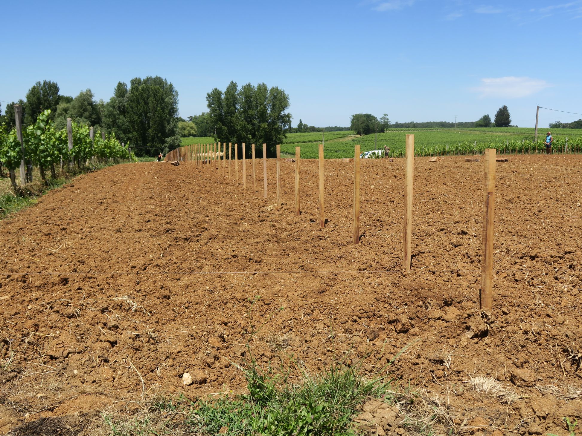 sol et vigne sur une parcelle au ch&acirc;teau La Rose Perri&egrave;re
