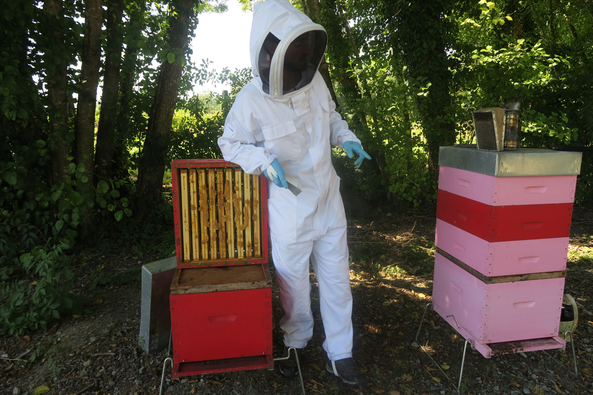Notre apiculteur Mathieu Rousselin lors de la récolte 2023 au château la rose perriere