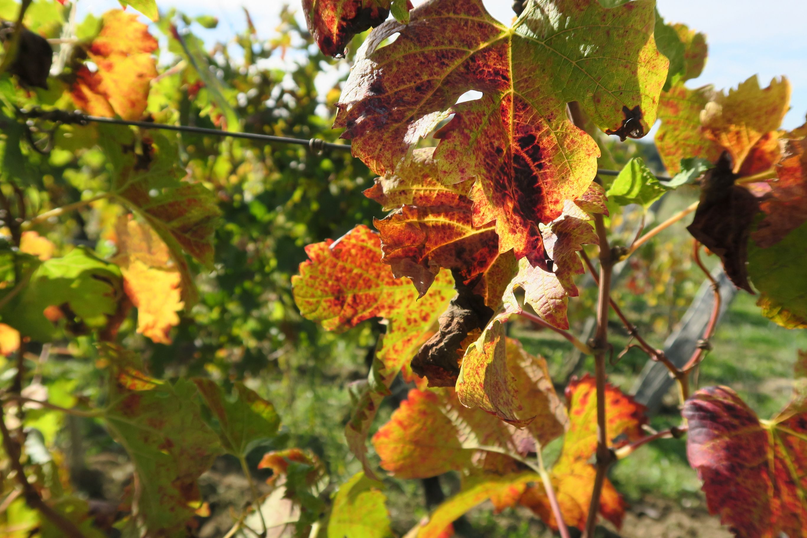 Les couleurs d’automne de la vigne du Château La Rose Perrière