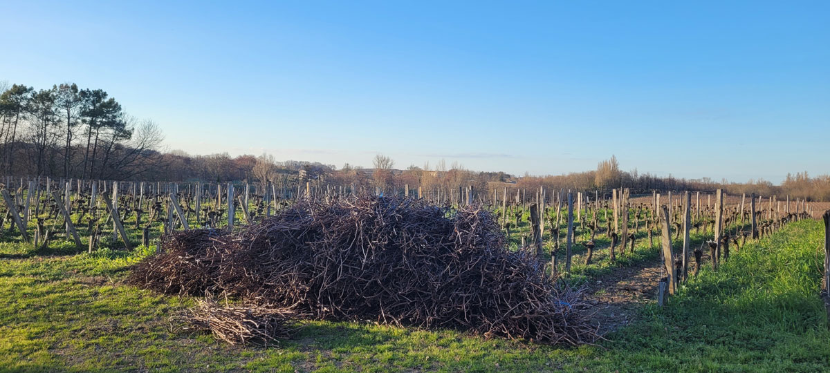 Les bois taillés appeles sarment en bout de rang de vigne au chateau La Rose Perriere 