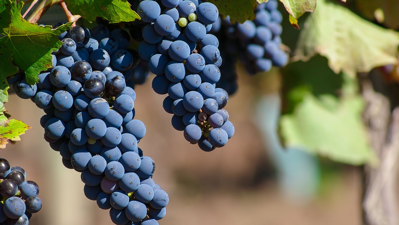 Grappes de Malbec sur le pied de vigne