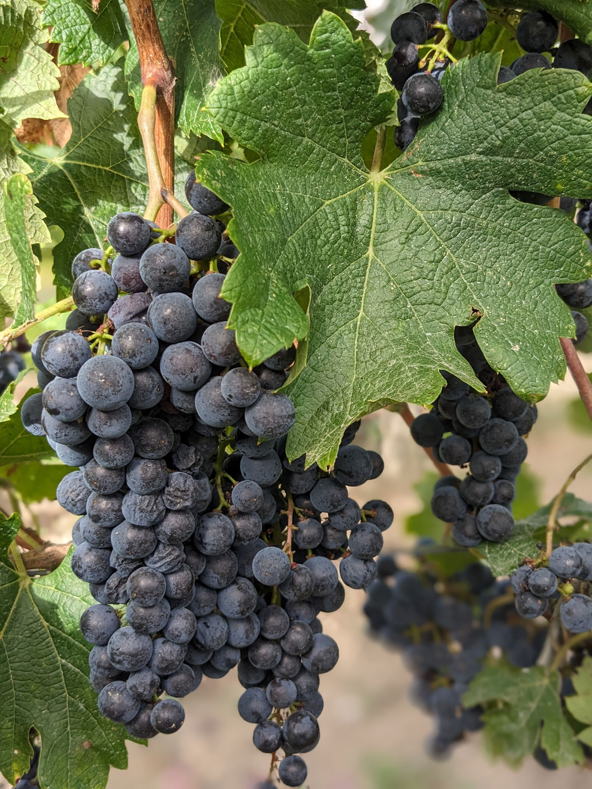 Une grappe de Merlot du Château La Rose Perrière