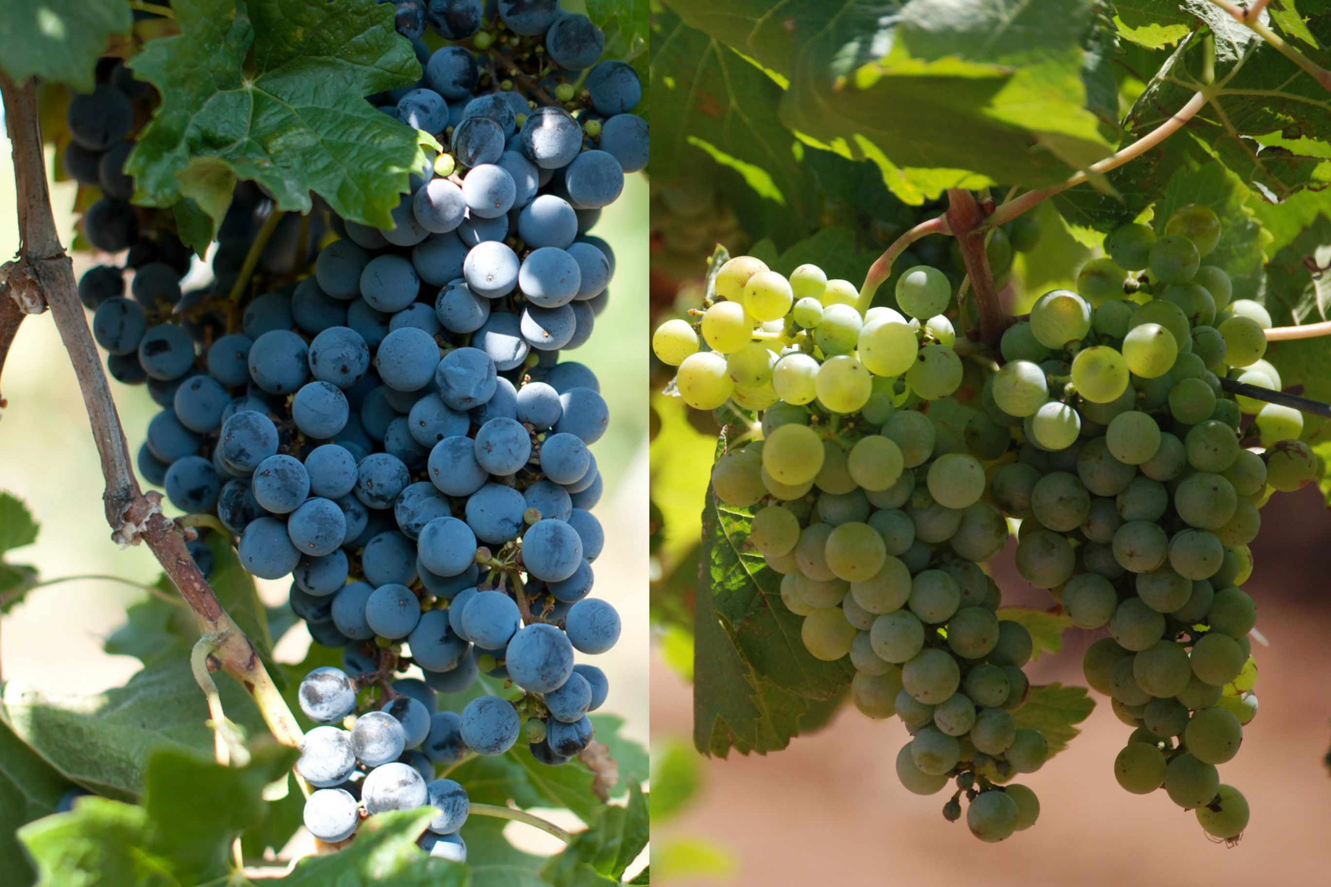 Grappe de merlot et grappes de Sauvignon blanc