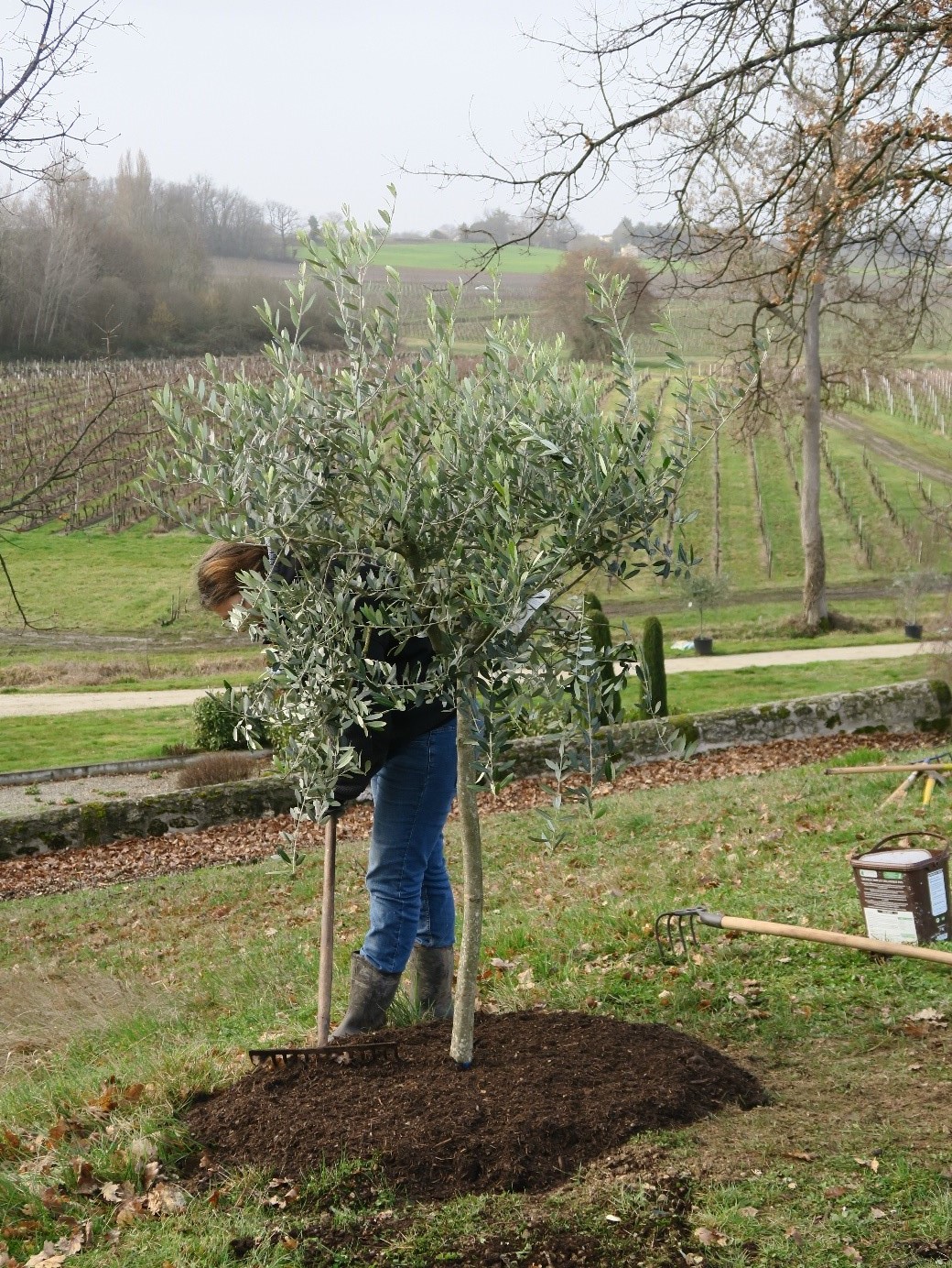 Fabienne, jardiniere au chateau La rose perriere en train de planter un olivier