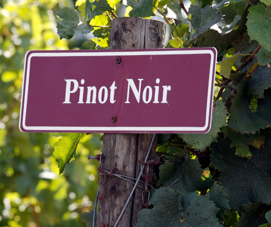 Panneau Pinot Noir dans la vigne