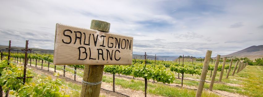 Panneau Sauvignon Blanc devant des vignes