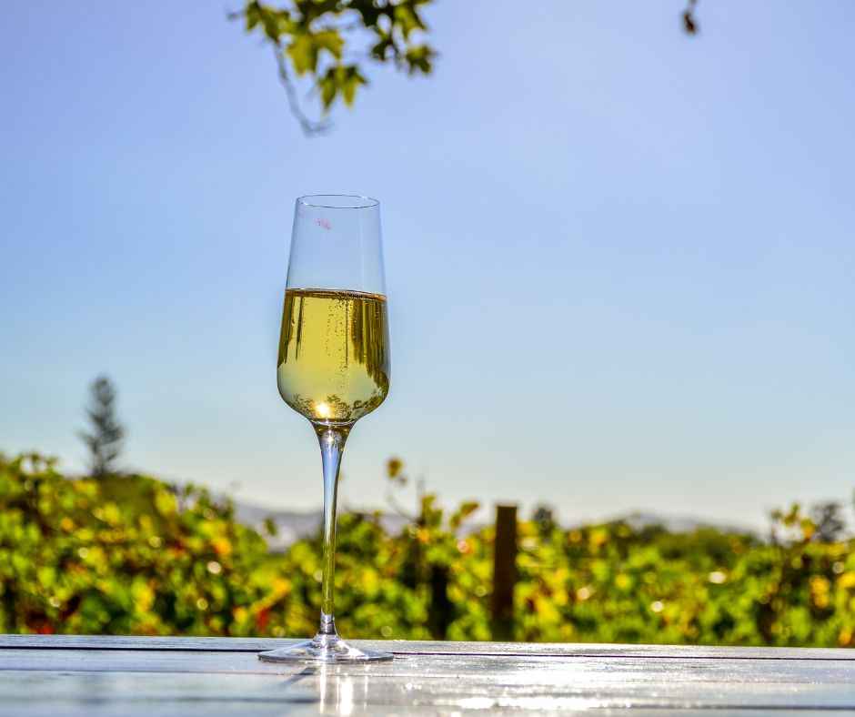 Verre de dégustation d’un vin de Pinotage au cœur d’un vignoble de Stellenbosch à Cape Town dans la province du Cap Occidental