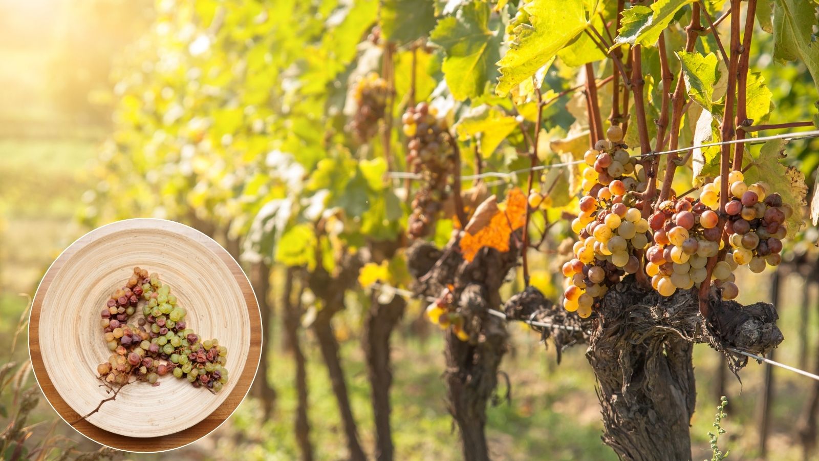 Grappes de raisins atteints de pourriture noble dans un rang de vigne et r&eacute;colt&eacute; dans une assiette