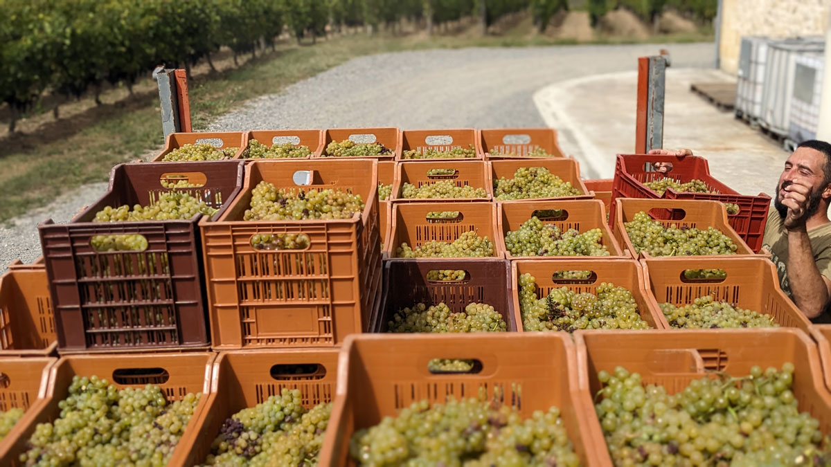 Cagettes contenant les recoltes des raisins destinés au vin blanc du Château La Rose Perriere