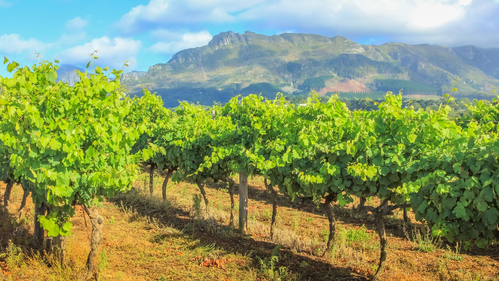 Vignoble de la région de Stellenbosch en Afrique du Sud avec vue sur la montagne Thelema en arrière plan