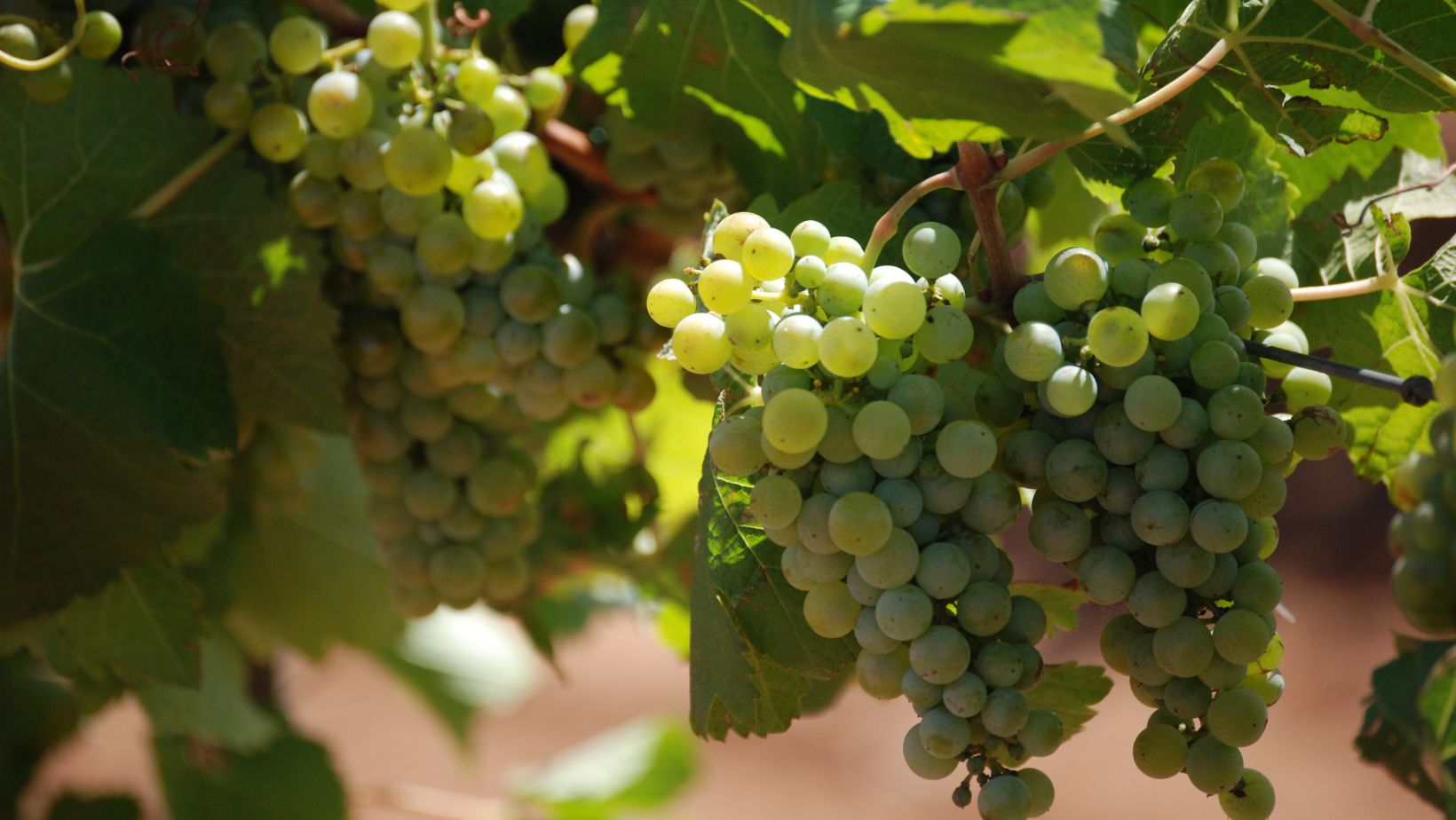 Grappes de Sauvignon Blanc sur pied de vigne