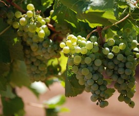 Grappes de Sauvignon Blanc