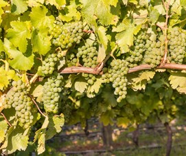 Grappes de Sauvignon Blanc