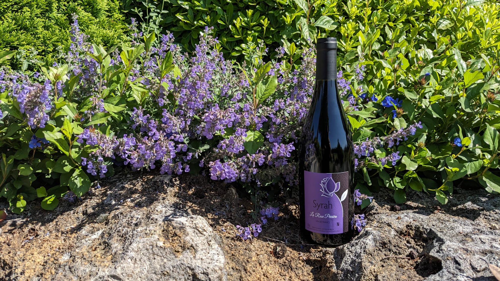 Bouteille de Syrah La Rose Perrière au milieu des fleurs du jardin de la propriété