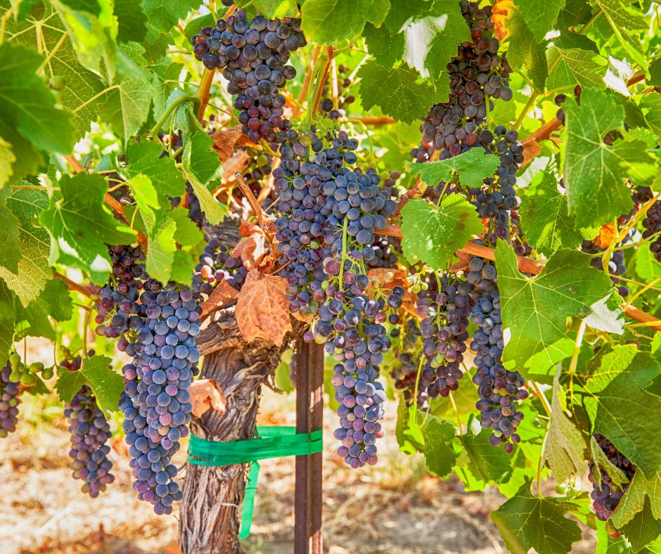Grappes de syrah dans la vigne