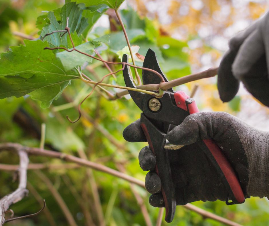 Taille de la vigne l’ete a l’aide d’un secateur