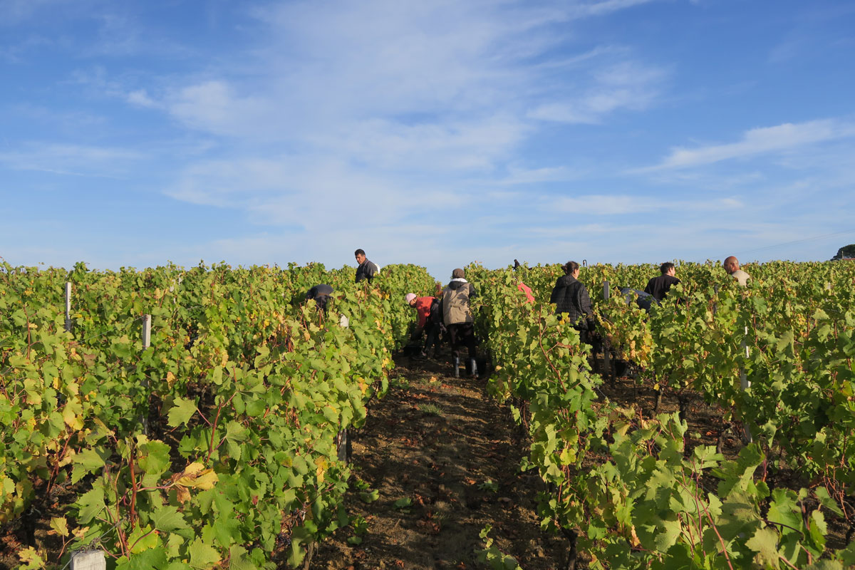 Vendangeurs dans les vignes du Chateau La Rose Perriere