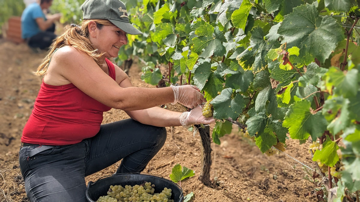 Une vendangeuse récolte le raisin à la main dans les vignes du Château La Rose Perriere