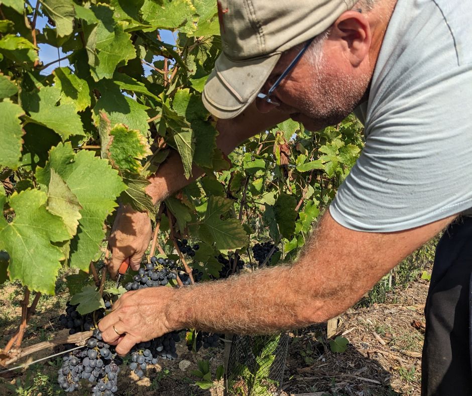 Vendanges manuelles au Château La Rose Perrière