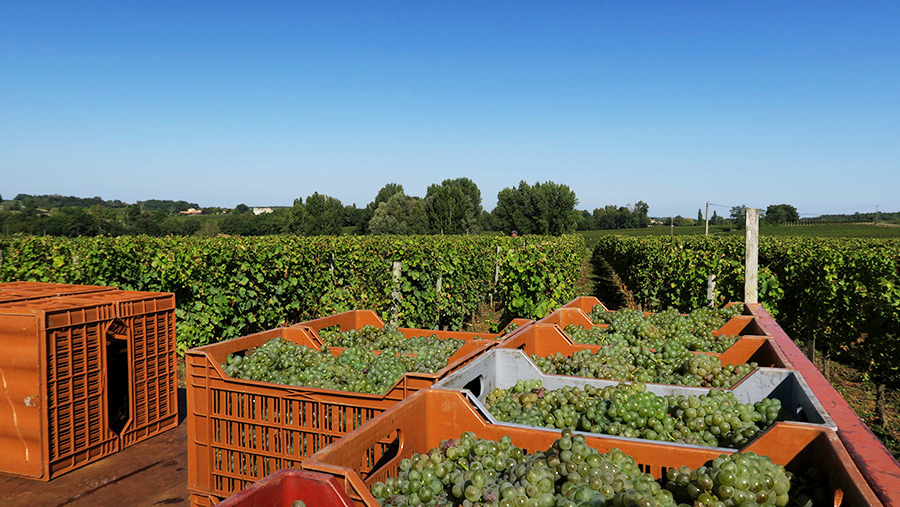 Vendanges aux Cheateau la Rose Perriere