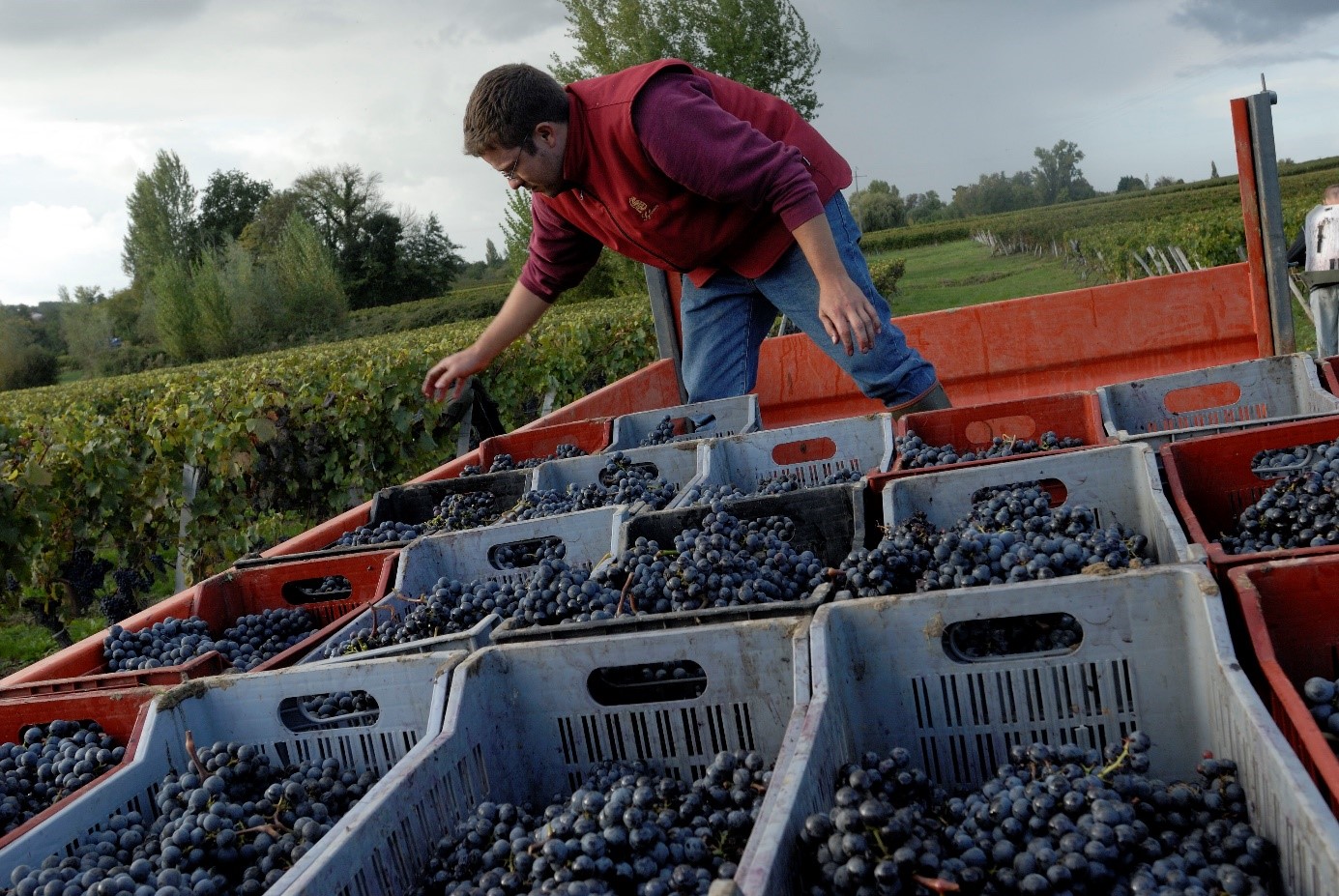 Vendangeur devant les cagettes de raisins pendant les vendanges 