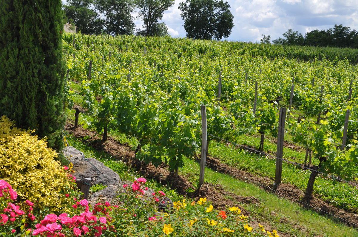 Le travail du sol dans la vigne au Château La Rose Perriere 