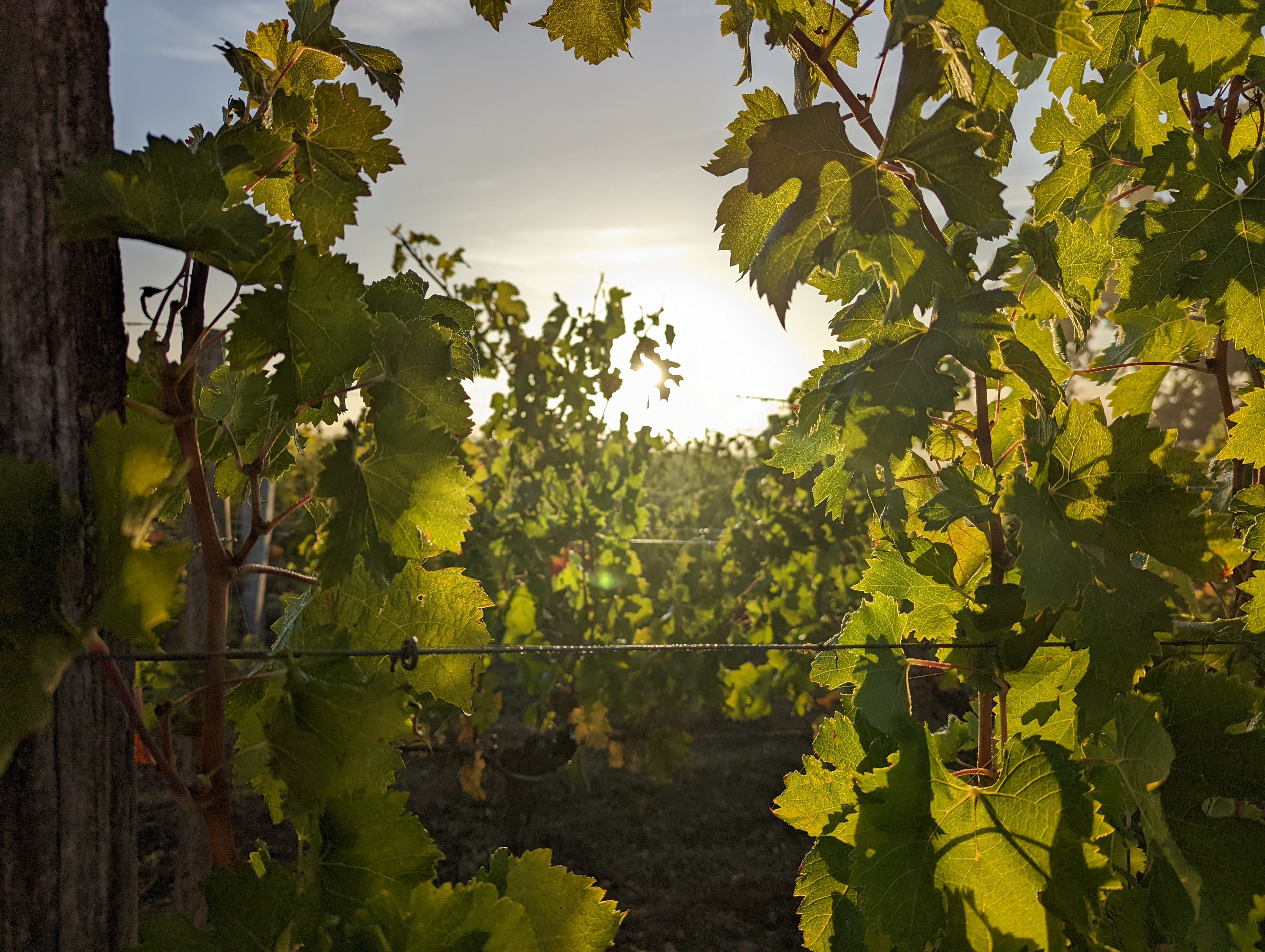 vignes cépage rouge aoc lussac saint emilion