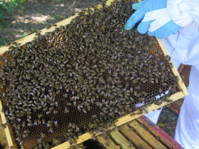 Les cadres des ruches au Château la Rose Perriere sur lesquels travaillent les abeilles sont récupérées par l’apiculteur